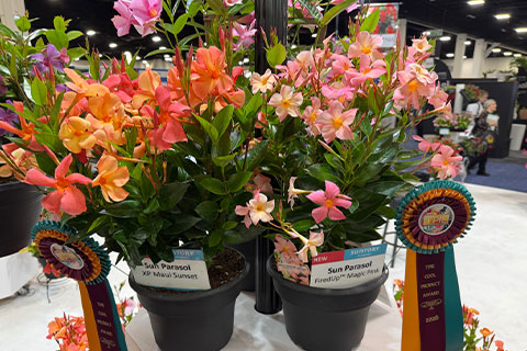 Highlights From the Winter Shows