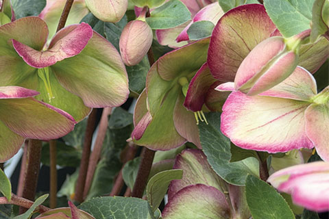 More Perennials Emerge at CAST