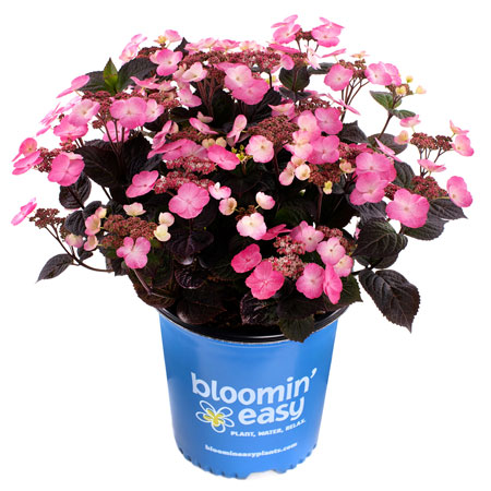 Bloomin’ Easy Pink Dynamo