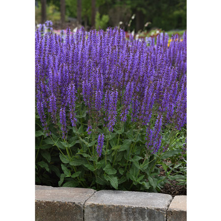 Salvia Blue By You from Darwin Perennials
