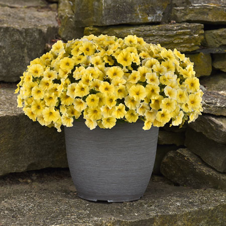 Petchoa Caliburst Yellow