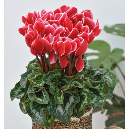 Red Satisfaction