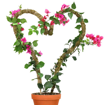 Bendable Moss Pole Thin
