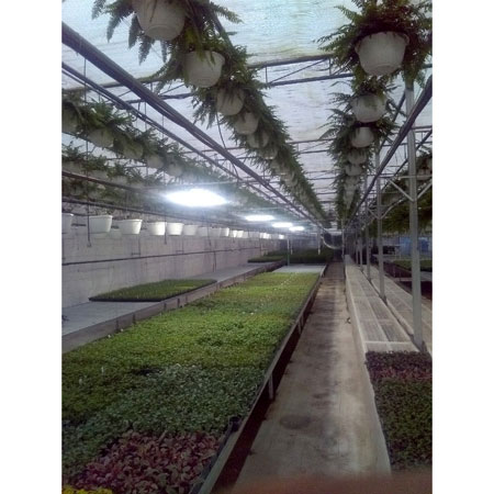 Pulsed Xenon Greenhouse Lighting