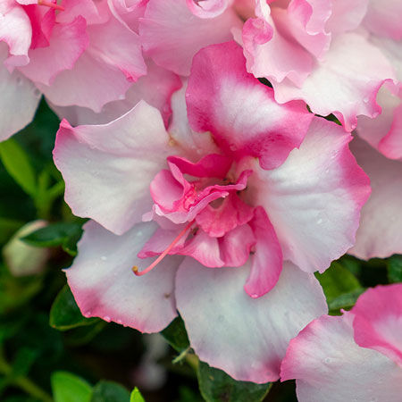 Autumn Kiss Encore Azalea