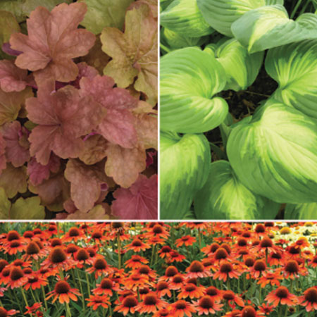 BALL SEED PERENNIALS