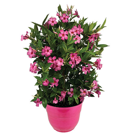 Sundenia Suprema Vivid Pink