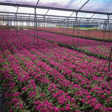 Topflor