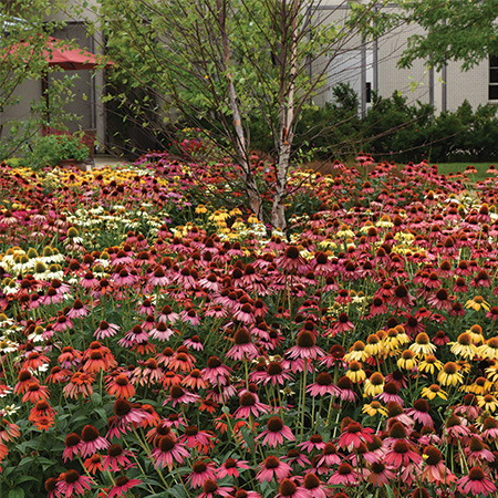 Tools and Resources for Landscape Success