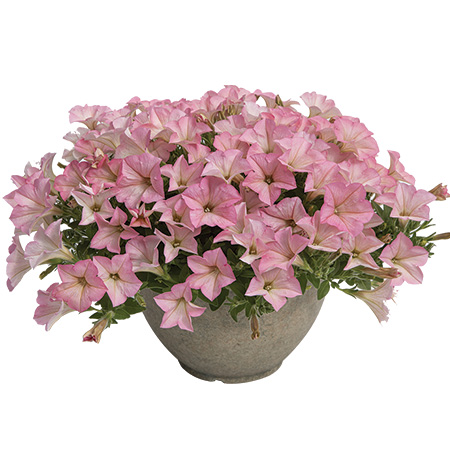 Surfinia Heavenly Petunias