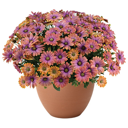 BESTIES Osteospermum Series