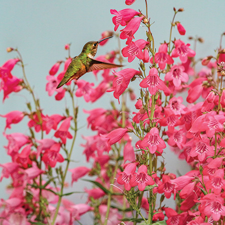 Penstemon Rock Candy