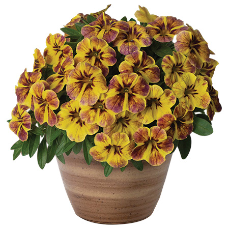 Calibrachoa Caliloco Jolly Tiger