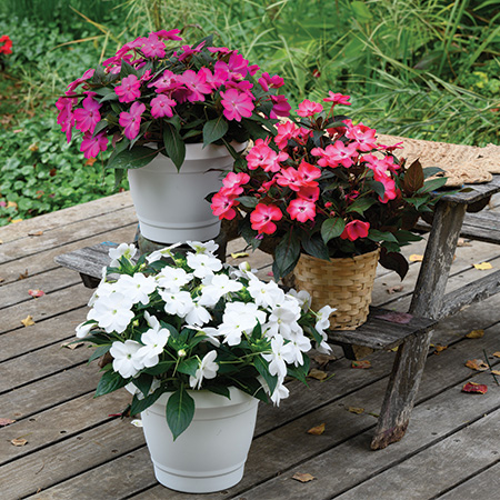 Sol Luna Hybrid Impatiens