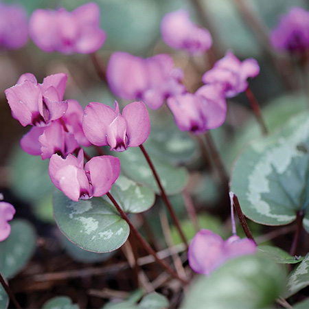Koumy (Cyclamen coum) and Lify (Cyclamen hederifolium)