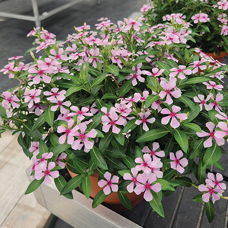 Soiree Kawaii mini vinca series