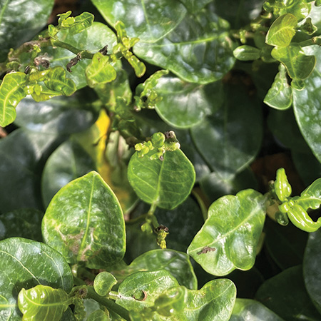 Vykenda insecticide/miticide