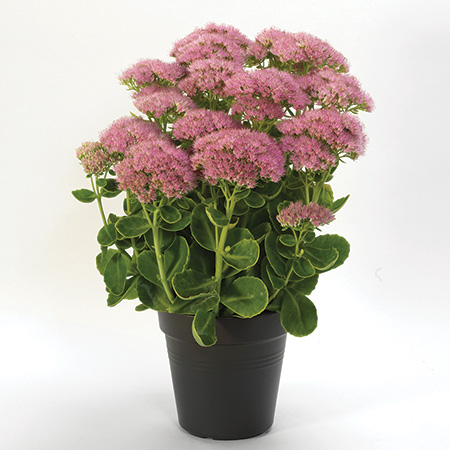 Sedum Spectacular