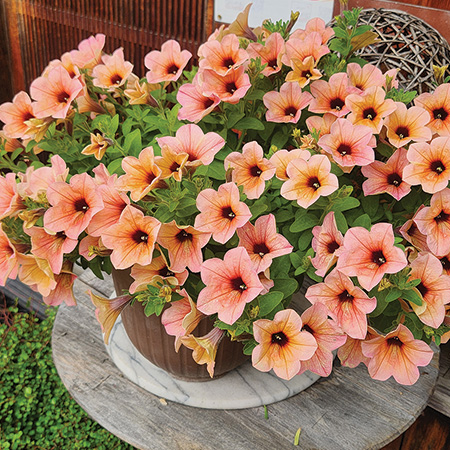 Surfinia Heavenly Peach Horizon