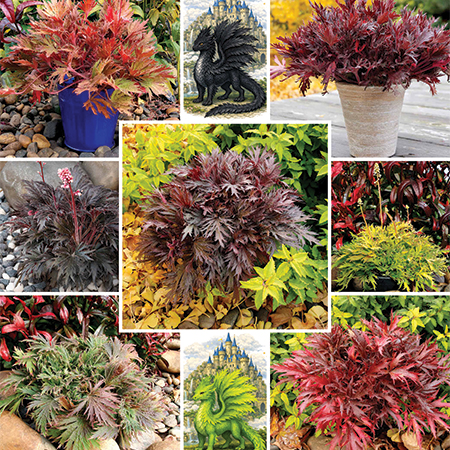 Heuchera FYRE WING series