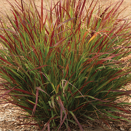 Panicum virgatum Dream Catcher Cherry Bomb