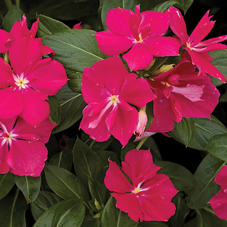 Soiree Double Catharanthus